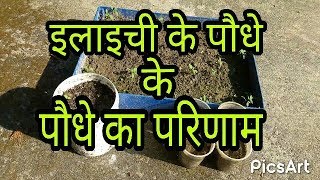 result of Cardamom plant and Marigold plant Garlic plant Tomato plantand coriander plant [upl. by Ecinahs]