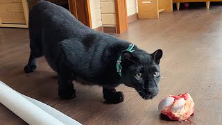 Someone broke into the house of Luna the panther 😱ENG SUB [upl. by Eikcim]