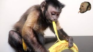 Capuchin Monkey Peels amp Eats a Banana [upl. by Thorn]