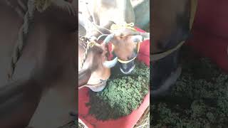 azolla farming azollafarming agriculture cow [upl. by Noremmac]