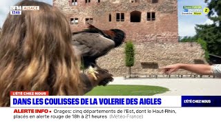 Lété chez nous dans les coulisses de la Volerie des aigles [upl. by Andrus]