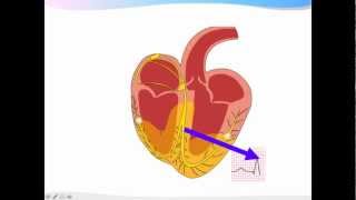 ECGpedia ECG introductiecursus de basics [upl. by Nessy]