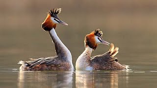 Great crested grebe Podiceps cristatus sound  Call and song [upl. by Nnylassej]