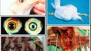 MAREK DISEASE IN POULTRY [upl. by Mccollum]