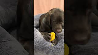 Trying new dental chew toys with my pup puppy labradoretriever dog dogbreed cutedog [upl. by Yelnek466]