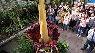 Amorphophallus titanum The Enigmatic Corpse Flower [upl. by Halliday]