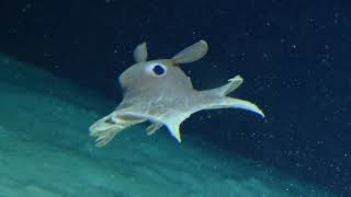 Dumbo Octopus Roatan 2020 [upl. by Saixela]