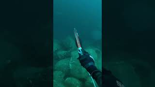 Spearfishing in the Norwegian fjords [upl. by Icrad]