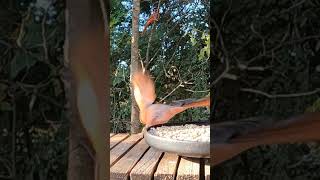 Cardinal suspicious of a Sparrow 🐦 backyardbirds [upl. by Conners]