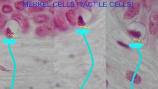 TACTILE CELLS MERKEL CELLS [upl. by Attelocin]