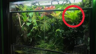 BROMELIADS  Ultimate plant for VIVARIUMS [upl. by Allebasi562]