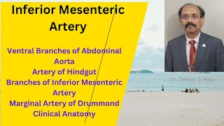 Inferior Mesenteric Artery [upl. by Nachison460]