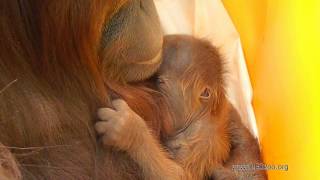 Endangered Baby Orangutan Born through FirstEver Successful Assisted Reproduction [upl. by Sokram767]