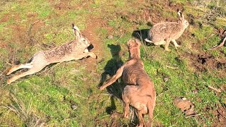 Galgo vs Liebre 2024  Plaga de liebres en Parral [upl. by Posehn]