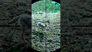 coyote hunting with sniper rifle coyote hunting animals snipers shorts wildlife [upl. by Lira741]