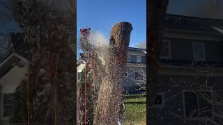 STIHL MS 500i doing what it does stillhot treelife arborist lumberjacks notchemandwatchem [upl. by Kcoj74]