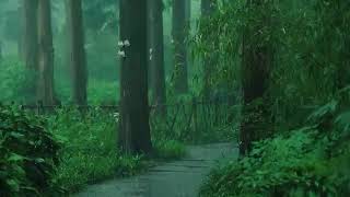 Listen to the rain on the forest path relax reduce anxiety and sleep deeply [upl. by Hebel]