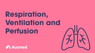 Respiration Ventilation Diffusion and Perfusion  Ausmed Explains [upl. by Otipaga299]