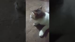 Cat funny comedy [upl. by Ameerak]