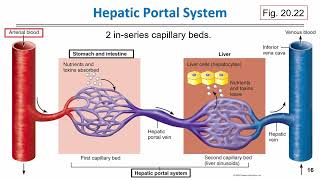 BIOL 201 CARDIOVASCULAR Part 2 slides 12 17 [upl. by Riannon117]