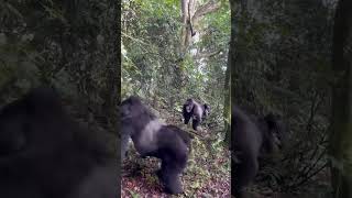 Gorilla Fight Silverback music epiccinematicmusic epicmusic epicaudiomusic epicdrums [upl. by Clyte]