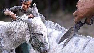 El ESQUILADOR DE quotBESTIASquot Así era el duro oficio tradicional del pelador de burros  Documental [upl. by Arratoon]