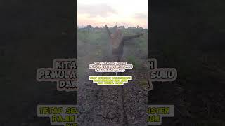 Semangat shortvideo funny fypシ゚viral kalimantan [upl. by Rodman]