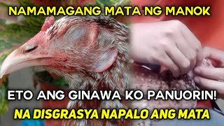 Namamaga Na Mata Ng Manok Napalo Paano Gamutin Panuorin [upl. by Rengaw]