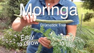 Moringa Tree Easy to grow Easy to use  Drumstick Tree [upl. by Krenek858]