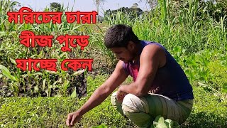 এই ভুল গুলো করলে আপনার মরিচ চারা বীজ নষ্ট হয়ে যাবে। কোন ভুল টি করবেন না জেনে নিন। [upl. by Tevlev]