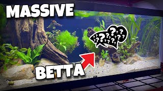 PLANTED Tank For GIANT Betta King Betta [upl. by Enawtna]