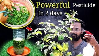 How to make POWERFUL organic pesticide at home  घर पर कीटनाशक बनाएं  Neem insecticide for plants [upl. by Wenda]