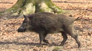 Wildschweine im Jägersburger Wald [upl. by Elsie]