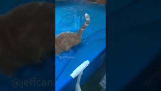 shortvideo funny cat petschannel yourcat pets yourpet funnypetschannel [upl. by Berneta193]