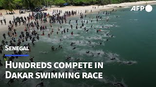 Hundreds compete in Senegal sea swimming race  AFP [upl. by Bernita234]