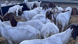 Weaning time for the goats Herculean effort from Ben and C 💪 find out why [upl. by Clementia]