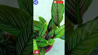 How to care Calathea plant Calathea plant naturalenvironment331 [upl. by Kohler]