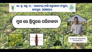 ମୁଗ ରେ ଥ୍ରିପ୍ସରର ପରିଚାଳନା [upl. by Derfiniw]