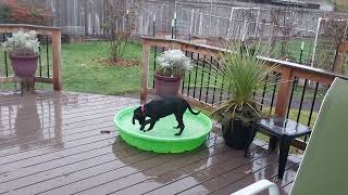 lab puppy 11 weeks old riding iceberg in the pool [upl. by Fabron798]