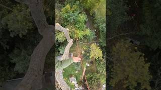 POV 90ft Eastern Cottonwood Removal chainsaw treeworker treeclimbing stihl arborist [upl. by Nnaihs906]