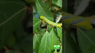 Deaths Head Hawk Moth Caterpillar in our terrace garden  Peek Into Nature [upl. by Arturo]