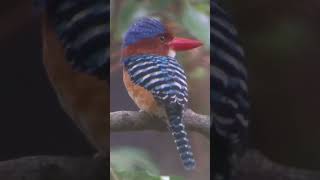 Banded Kingfisher with call subscribe birds wildlife shortsfeed shortvideo shorts cambodia [upl. by Orelee]