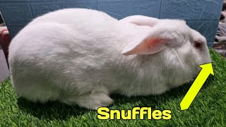 How To Treat Snuffles In Rabbits [upl. by Guthry]