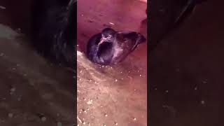 Kabootar ki video Pigeon birds Kabootar bazi pigeon shorts youtubeshortsshort [upl. by Atinihs]