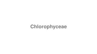 How to Pronounce quotChlorophyceaequot [upl. by Legnalos]