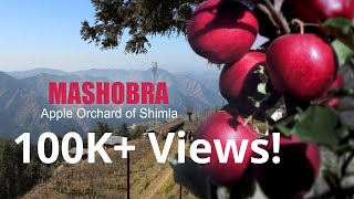 Mashobra An Apple orchard of Shimla [upl. by Wills]