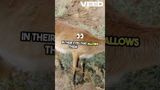 Shocking Antelope Facts You Wont Believe [upl. by Nnyw222]