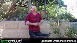 How to Propagate Dracaena marginata [upl. by Elocel]