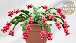 How to Crochet the Perfect Christmas Cactus  Step by Step Guide [upl. by Laufer]