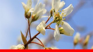 9 Recommended Species Of Serviceberry Trees And Shrubs 🛋️ [upl. by Burgess]